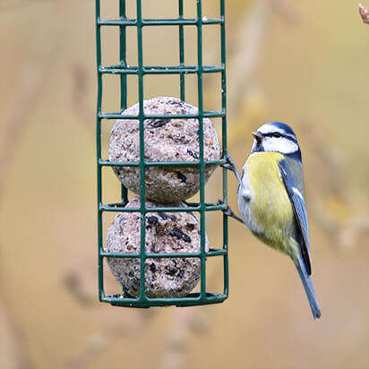 vogelfutter bubblenavibild